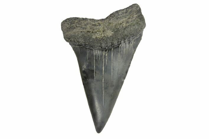 Fossil Broad-Toothed Mako Tooth - South Carolina #171192